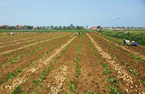 Tích tụ đất, liên kết sản xuất khoai tây ở Hoằng Đông.jpg
