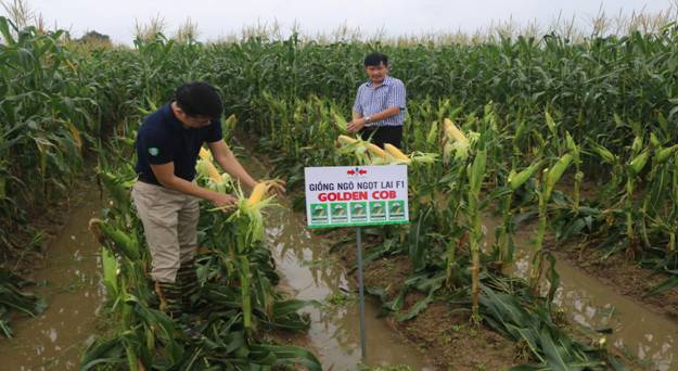 Ảnh có chứa ngoài trời, người, nông nghiệp, vụ mùa

Mô tả được tạo tự động