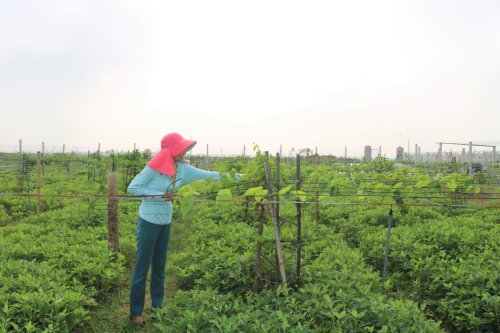 2. Chị Nguyễn Thị Lan - Chủ tịch Hội nông dân xã Hoằng Châu đang chăm sóc dàn cây hoa thiên lý của gia đình.JPG