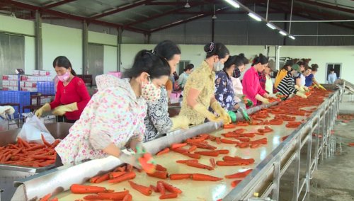 1. Liên kết sản xuất cà rốt xuất khẩu với công ty Kim Huy Việt Nam.png