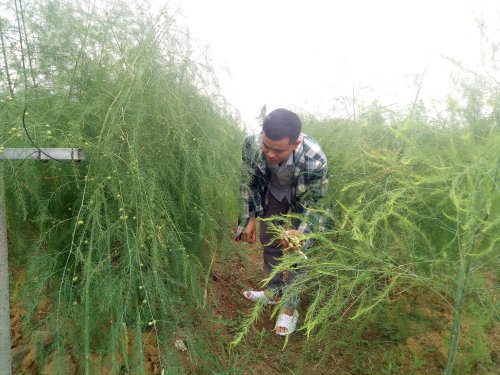 3. Anh Lê Văn Hùng đang thu hoạch cây măng tây.jpg