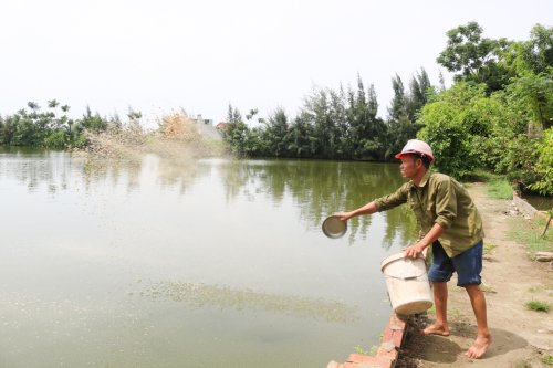 Ông Lê Văn Lĩnh – thôn Kim Sơn, xã Hoằng Tiến với mô hình lúa cá kết hợp.jpg