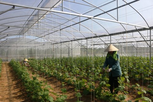 Chăm sóc dưa Kim hoàng hậu trong nhà màng.jpg