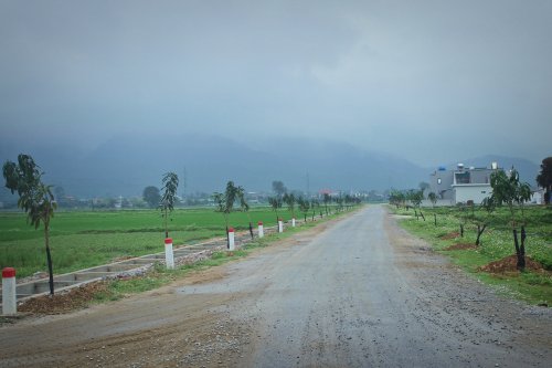 Hàng xoài được trồng tại tuyến đường mới xã Hoằng Phú.jpg