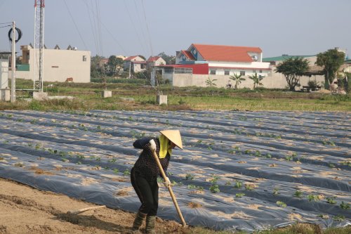 dù giờ đây kinh tế gia đình chị Lượng đã khá giả hơn- lễ ra tuổi nghỉ ngơi nhưng ngoài đi chợ bán hàng chị còn tích cực tham gia trồng trọt, canh tác hàng mẫu ruộng.jpg