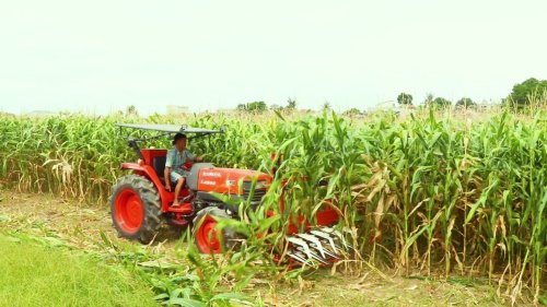 2. Thu hoạch ngô sinh khối tại xã Hoằng Lưu, huyện Hoằng Hóa..jpg