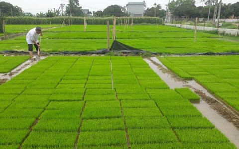 HTXDVNN Hoằng Phúc: mạnh dạn thực hiện mở rộng các dịch vụ trong sản xuất