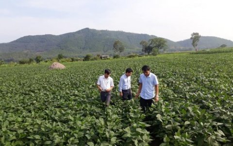 Huyện Hoằng Hóa tiếp tục mở rộng các mô hình liên kết trong sản xuất nông nghiệp