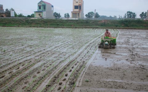 Hoằng Hóa – gieo cấy vụ chiêm xuân 2019 đã đạt 95% diện tích