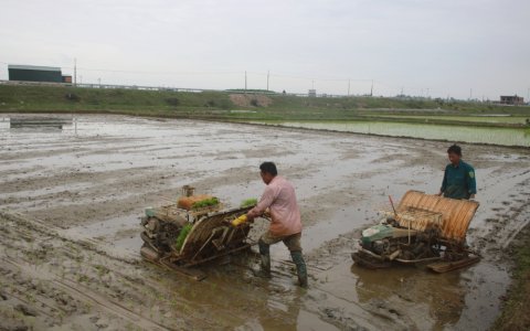 Trạm khuyến nông Hoằng Hóa: khảo nghiệm, chọn những giống lúa chất lượng mới ở vụ chiêm xuân 2019
