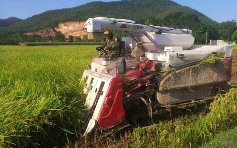 Hoằng Hóa – đẩy nhanh tiến độ thu hoạch lúa chiêm xuân 2019