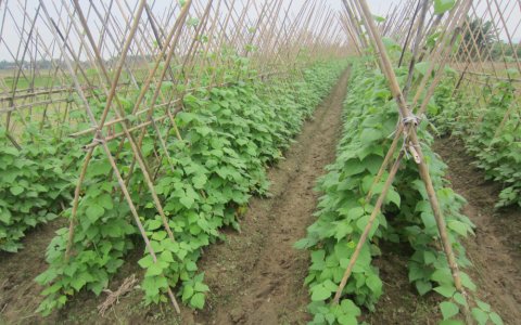 Vụ đông 2019 – 2020, Hoằng Hóa phấn đấu gieo trồng 4.200 ha cây trồng các loại